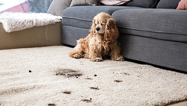 area rug stains | Endwell Rug & Floor | Endicott and Oneonta, NY